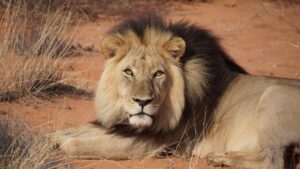 Namibia Odyssey